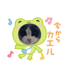 猫のダム（個別スタンプ：16）