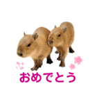 【カピバラ】かぴ天スタンプPart8（個別スタンプ：1）