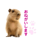【カピバラ】かぴ天スタンプPart8（個別スタンプ：2）
