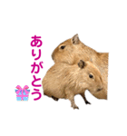 【カピバラ】かぴ天スタンプPart8（個別スタンプ：16）