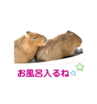 【カピバラ】かぴ天スタンプPart8（個別スタンプ：20）