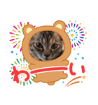 ハッシーの猫ちゃん( ΦωΦ )（個別スタンプ：1）