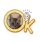 ハッシーの猫ちゃん( ΦωΦ )（個別スタンプ：3）