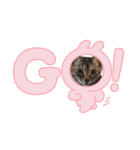ハッシーの猫ちゃん( ΦωΦ )（個別スタンプ：7）