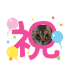 ハッシーの猫ちゃん( ΦωΦ )（個別スタンプ：9）
