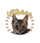 ハッシーの猫ちゃん( ΦωΦ )（個別スタンプ：11）