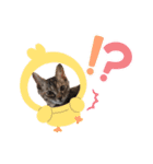 ハッシーの猫ちゃん( ΦωΦ )（個別スタンプ：13）