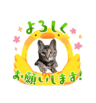 ハッシーの猫ちゃん( ΦωΦ )（個別スタンプ：14）