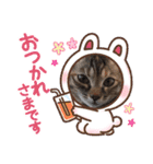 ハッシーの猫ちゃん( ΦωΦ )（個別スタンプ：15）