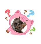 ハッシーの猫ちゃん( ΦωΦ )（個別スタンプ：16）
