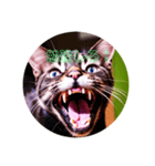 猫の勉強しろスタンプ（個別スタンプ：1）
