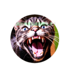 猫の勉強しろスタンプ（個別スタンプ：3）