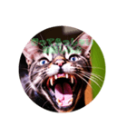 猫の勉強しろスタンプ（個別スタンプ：5）