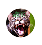 猫の勉強しろスタンプ（個別スタンプ：7）