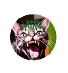 猫の勉強しろスタンプ（個別スタンプ：8）