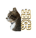 駄猫トマトの日常＆格ゲー会話スタンプ（個別スタンプ：1）