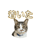 駄猫トマトの日常＆格ゲー会話スタンプ（個別スタンプ：2）