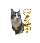 駄猫トマトの日常＆格ゲー会話スタンプ（個別スタンプ：3）