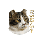 駄猫トマトの日常＆格ゲー会話スタンプ（個別スタンプ：4）