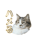 駄猫トマトの日常＆格ゲー会話スタンプ（個別スタンプ：5）