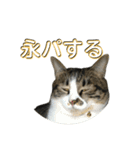 駄猫トマトの日常＆格ゲー会話スタンプ（個別スタンプ：6）
