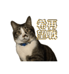 駄猫トマトの日常＆格ゲー会話スタンプ（個別スタンプ：7）