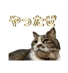駄猫トマトの日常＆格ゲー会話スタンプ（個別スタンプ：8）