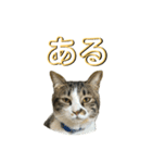 駄猫トマトの日常＆格ゲー会話スタンプ（個別スタンプ：9）