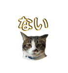 駄猫トマトの日常＆格ゲー会話スタンプ（個別スタンプ：10）