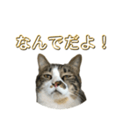 駄猫トマトの日常＆格ゲー会話スタンプ（個別スタンプ：12）