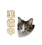 駄猫トマトの日常＆格ゲー会話スタンプ（個別スタンプ：13）