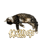 駄猫トマトの日常＆格ゲー会話スタンプ（個別スタンプ：14）