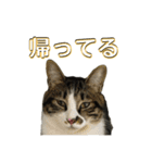 駄猫トマトの日常＆格ゲー会話スタンプ（個別スタンプ：16）