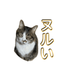 駄猫トマトの日常＆格ゲー会話スタンプ（個別スタンプ：17）