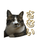 駄猫トマトの日常＆格ゲー会話スタンプ（個別スタンプ：18）