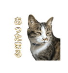 駄猫トマトの日常＆格ゲー会話スタンプ（個別スタンプ：19）