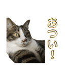 駄猫トマトの日常＆格ゲー会話スタンプ（個別スタンプ：20）