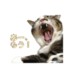 駄猫トマトの日常＆格ゲー会話スタンプ（個別スタンプ：21）