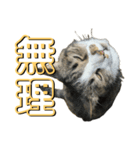 駄猫トマトの日常＆格ゲー会話スタンプ（個別スタンプ：22）