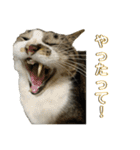駄猫トマトの日常＆格ゲー会話スタンプ（個別スタンプ：23）