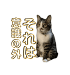 駄猫トマトの日常＆格ゲー会話スタンプ（個別スタンプ：26）