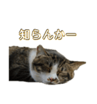 駄猫トマトの日常＆格ゲー会話スタンプ（個別スタンプ：27）