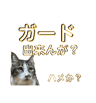 駄猫トマトの日常＆格ゲー会話スタンプ（個別スタンプ：28）