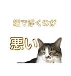 駄猫トマトの日常＆格ゲー会話スタンプ（個別スタンプ：30）