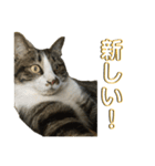 駄猫トマトの日常＆格ゲー会話スタンプ（個別スタンプ：31）