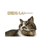 駄猫トマトの日常＆格ゲー会話スタンプ（個別スタンプ：33）