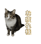 駄猫トマトの日常＆格ゲー会話スタンプ（個別スタンプ：34）