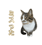 駄猫トマトの日常＆格ゲー会話スタンプ（個別スタンプ：35）