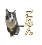 駄猫トマトの日常＆格ゲー会話スタンプ（個別スタンプ：36）