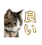 駄猫トマトの日常＆格ゲー会話スタンプ（個別スタンプ：37）